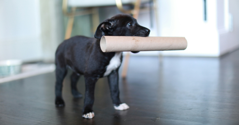 puppy with a paper towel roll in mouth